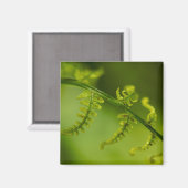 Fern Magnet (Recto/Verso)