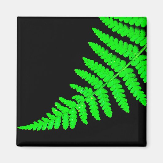 Fern Magnet (Devant)