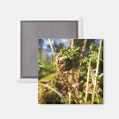 Fern Magnet Frond (Recto/Verso)