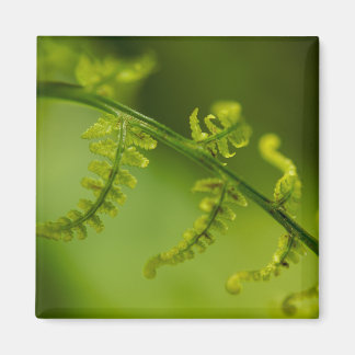 Fern Magnet Magneet
