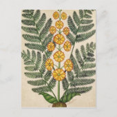 Fern met gele bloemen briefkaart (Voorkant)