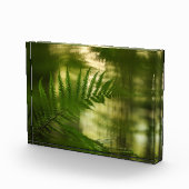 Fern Natuur Foto (Rechts)