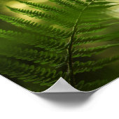 Fern Natuur Foto Poster (Hoek)