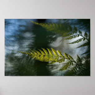 Fern Natuur Foto Poster