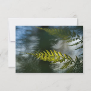 Fern Natuur-fotokaarten