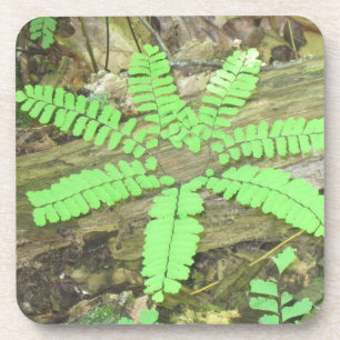 Fern Onderzetter
