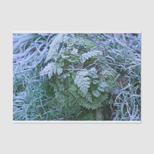 Fern-papier, bevroren tissuepapier (Voorkant)