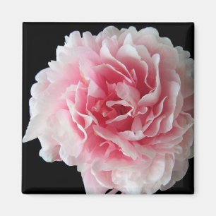 Fern Peony Magnet Carré