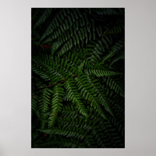 Fern plant poster (Voorkant)
