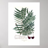 Fern Poster (Voorkant)