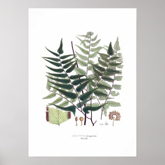 Fern Poster (Voorkant)