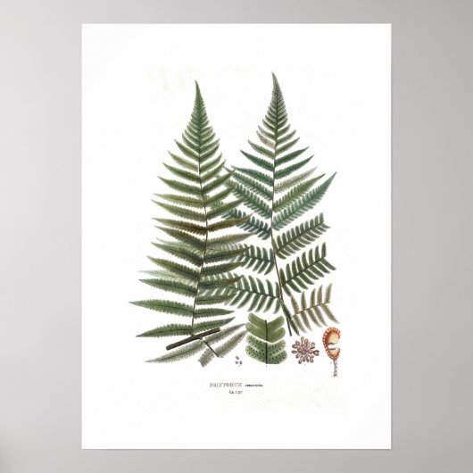 Fern Poster (Voorkant)