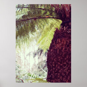 Fern Rainforest Poster