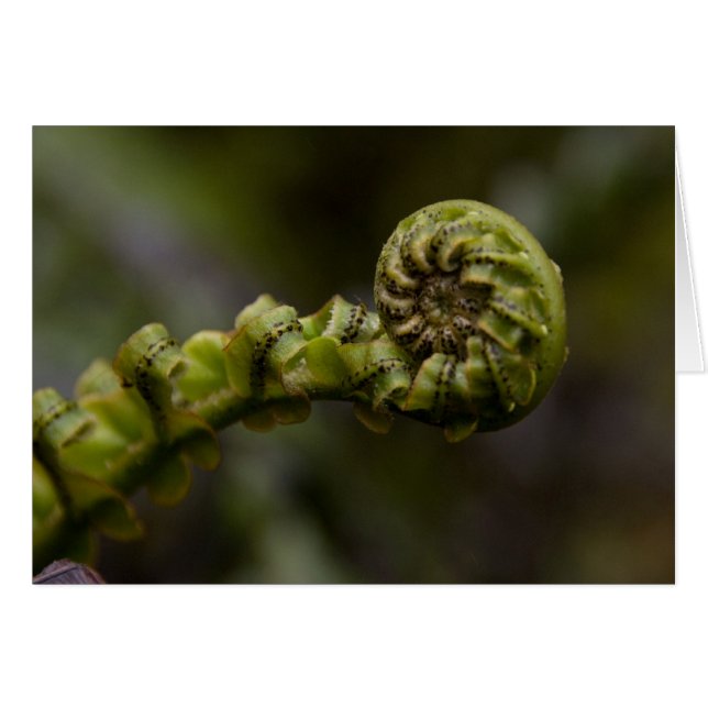 Fern Swirls Card (Voorkant Horizontaal)