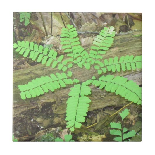 Fern Tegel Tegeltje (Voorkant)