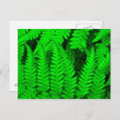fern_tree briefkaart (Voorkant / Achterkant)