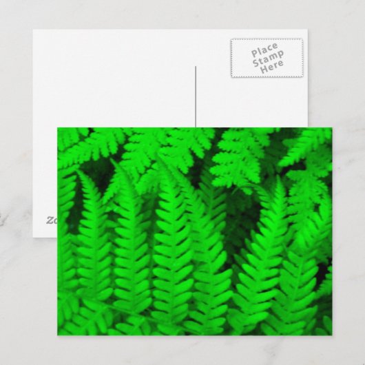 fern_tree briefkaart (Voorkant / Achterkant)