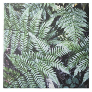 Fern Tropical Green Leaves Plant Woodland Foliage Tegeltje