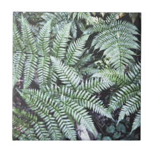 Fern Tropical Green Leaves Plant Woodland Foliage Tegeltje