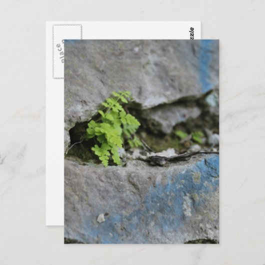 Ferne déterminée dans Boulder Blue Graffiti Carte  (Devant / Derrière)