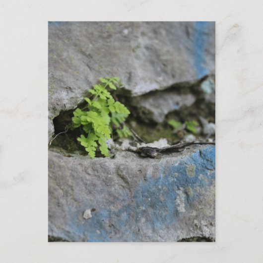 Ferne déterminée dans Boulder Blue Graffiti Carte  (Devant)