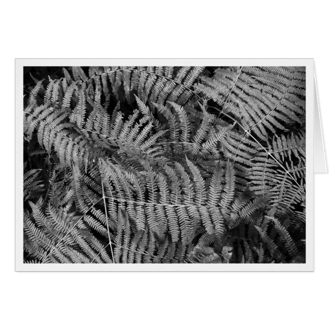 Ferns (Devant horizontal)