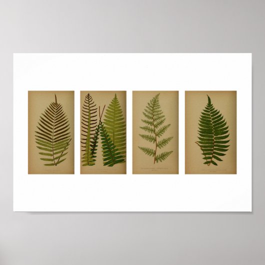  Ferns Botanische Afdruk Poster (Voorkant)