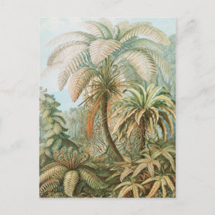 Ferns, Filicinae Laubfarne door Ernst Haeckel Briefkaart