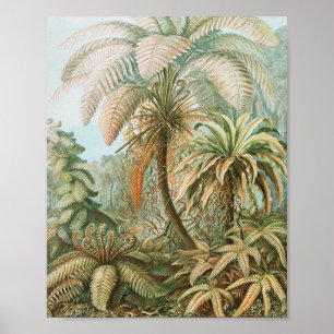 Ferns, Filicinae Laubfarne door Ernst Haeckel Poster