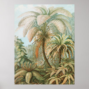 Ferns, Filicinae Laubfarne door Ernst Haeckel Poster