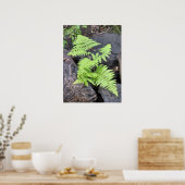 Ferns, geborgen onder steen, Rocky Mountain NP. Poster (Keuken)