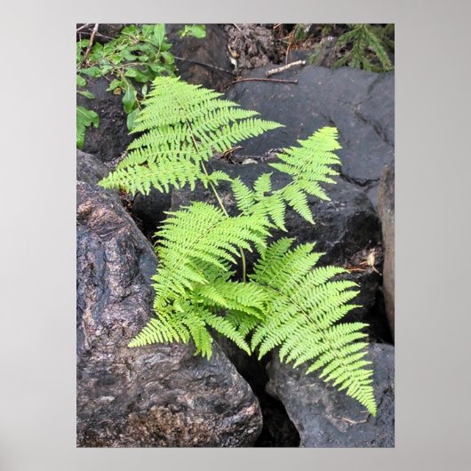 Ferns, geborgen onder steen, Rocky Mountain NP. Poster (Voorkant)
