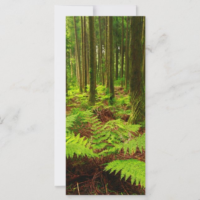 Ferns in het bos (Voorkant)