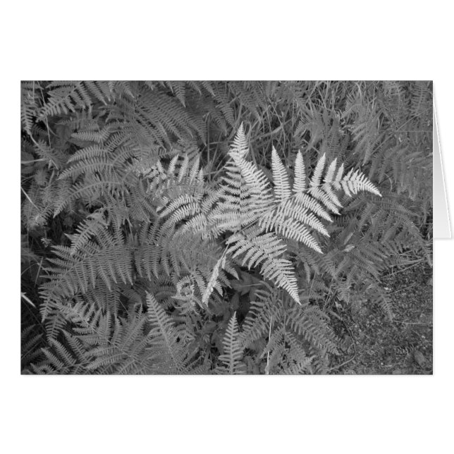 Ferns-kaart (Voorkant Horizontaal)