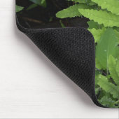 Ferns Muismat (Hoek)