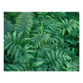 Ferns : Papier photo (Devant)