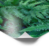 Ferns : Papier photo (Coin)