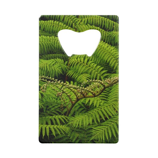 Ferns - Photographie d'Art (Devant)