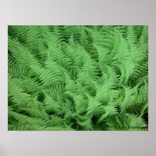 Ferns Poster (Voorkant)