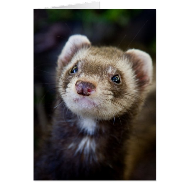 Ferret (Voorkant)