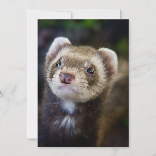 Ferret (Voorkant)