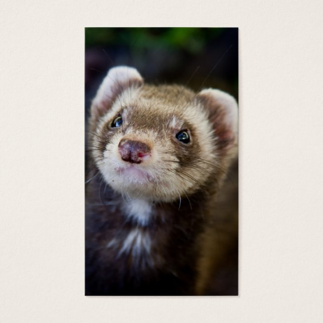 Ferret (Devant)