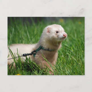 Ferret 1 briefkaart