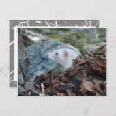 Ferret 2 briefkaart (Voorkant / Achterkant)