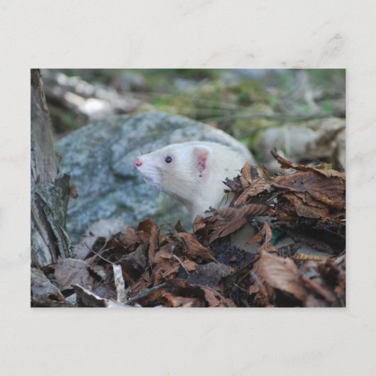 Ferret 2 briefkaart (Voorkant)