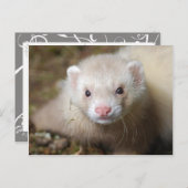 Ferret 3 briefkaart (Voorkant / Achterkant)