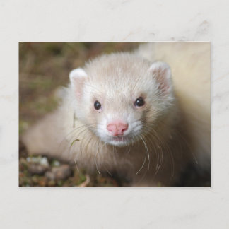 Ferret 3 briefkaart