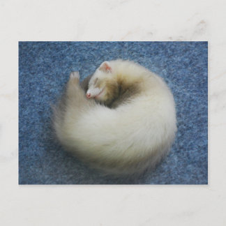 Ferret 4 briefkaart