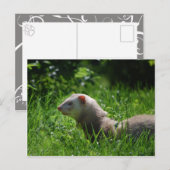 Ferret 5 briefkaart (Voorkant / Achterkant)