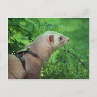Ferret 6 briefkaart